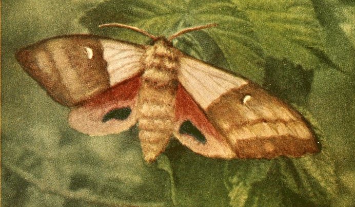 moth
